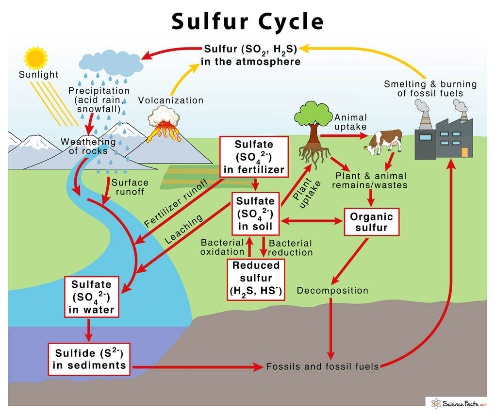 Sulphur Cycle Diagram
