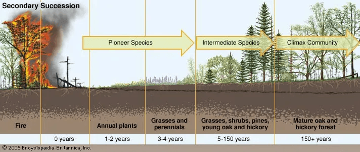 Ecological Succession Diagram